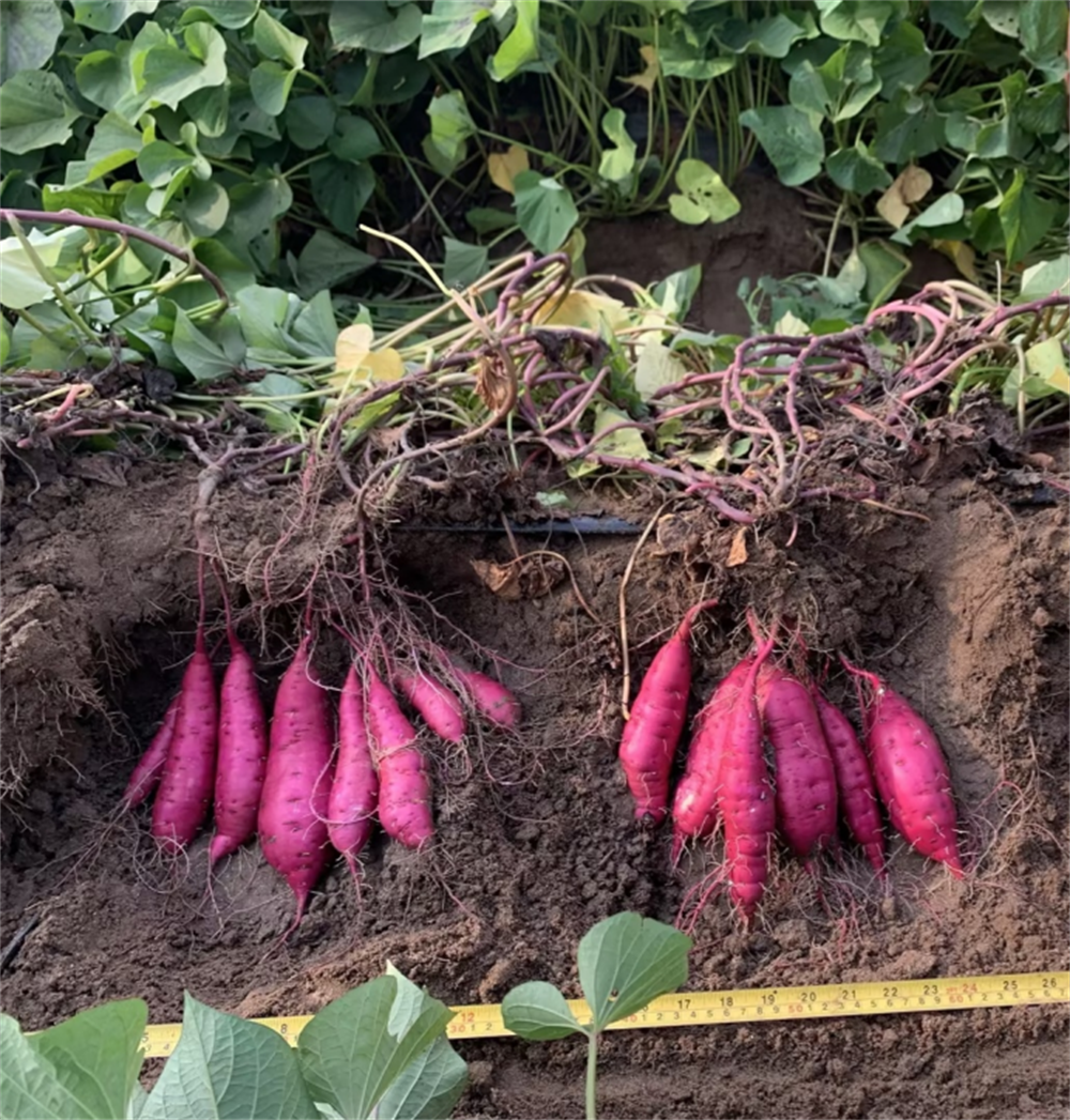 ��ҳ| PG������Ϸ�й����ٷ���վ