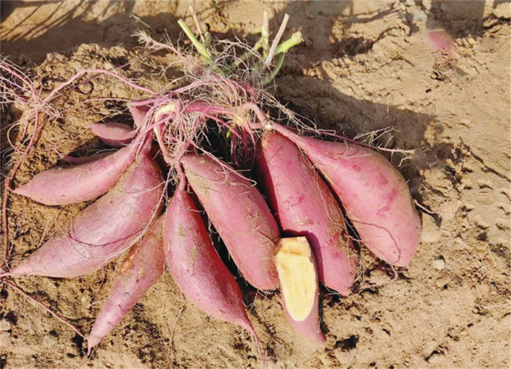 ��ҳ| PG������Ϸ�й����ٷ���վ